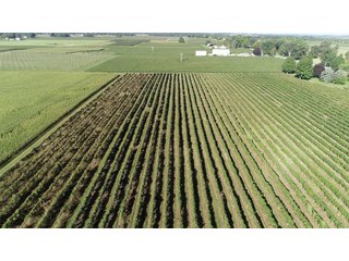 Van Buren County, Michigan Farmland - LAND AUCTION - 300+/- ACRES SPECIALTY CROP - GRAPES AND HOPS - OFFERED IN 8 TRACTS IN VAN BUREN COUNTY, MICHIGAN